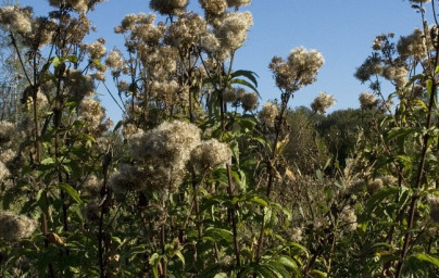 Konjska griva (Eupatorium cannabinum) Konjska griva (Eupatorium cannabinum)